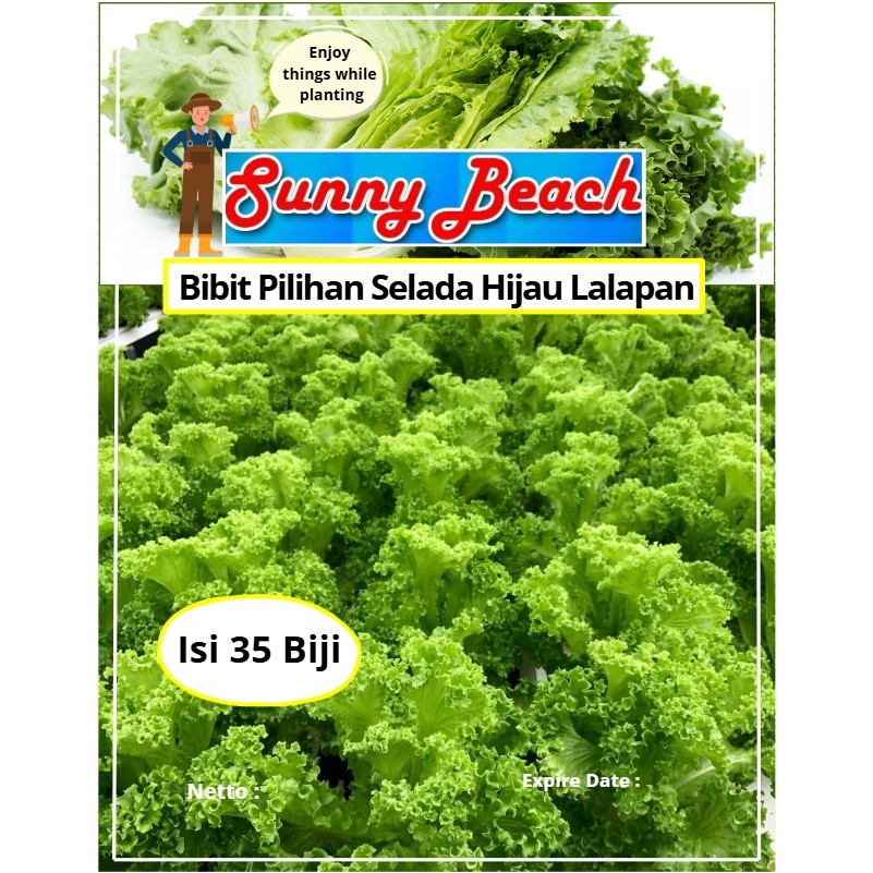 Bibit Pilihan Selada Hijau Lalapan | Biji Benih Selada Hijau | Selada