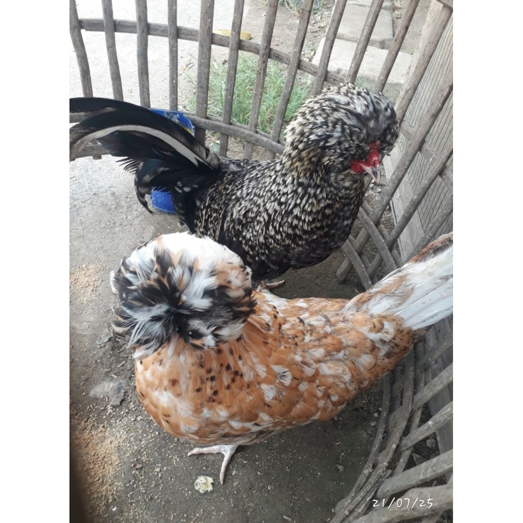 TELUR FERTIL AYAM POLAND