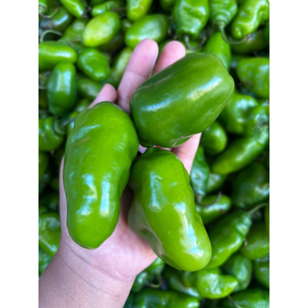 

Cabai Gendot Segar besar 1kg / Cabai Gendot Asli Bandung