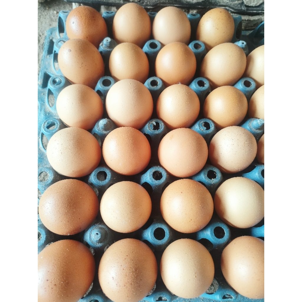 

telur ayam ras fres 1kg