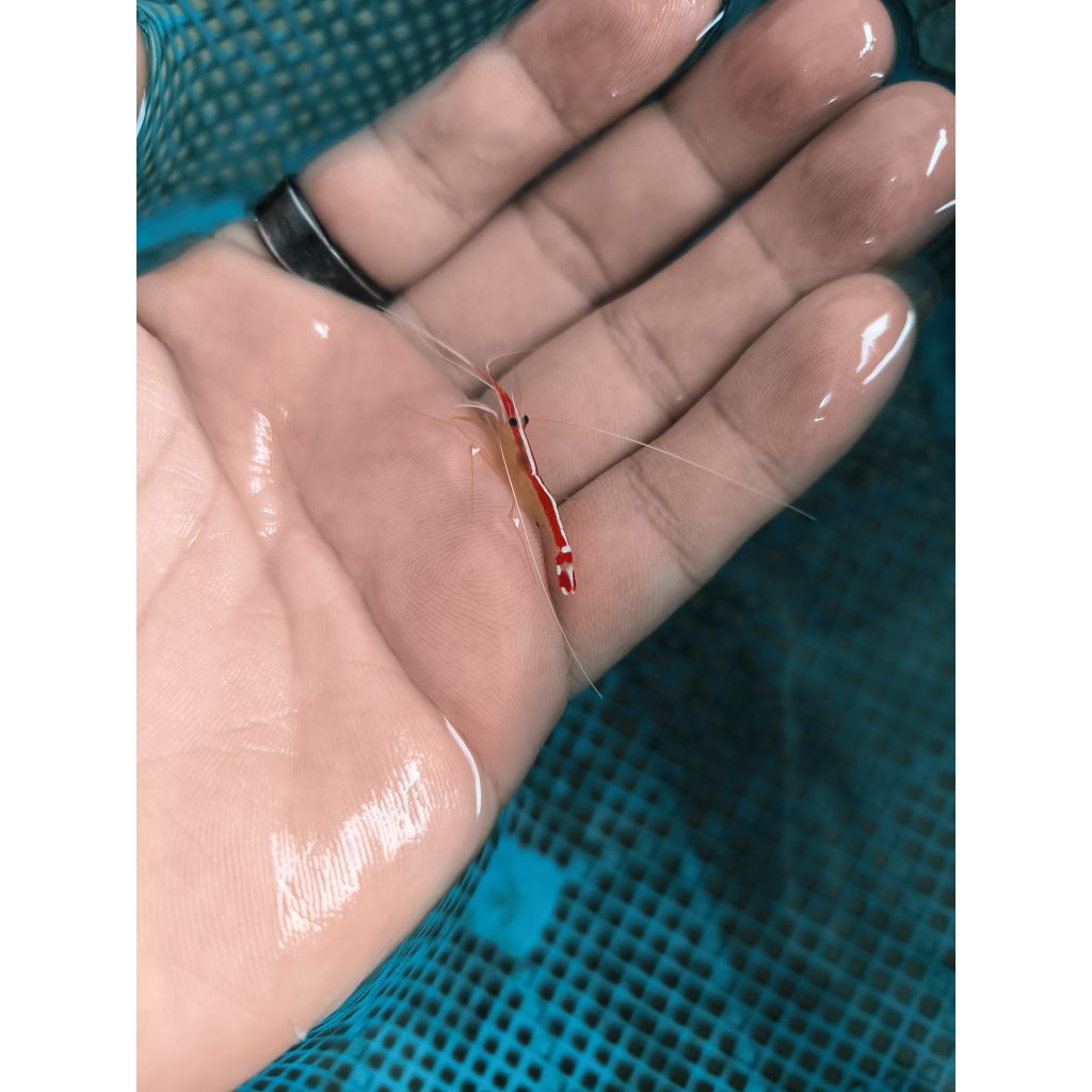 udang pelet cleaner shrimp khusus air laut