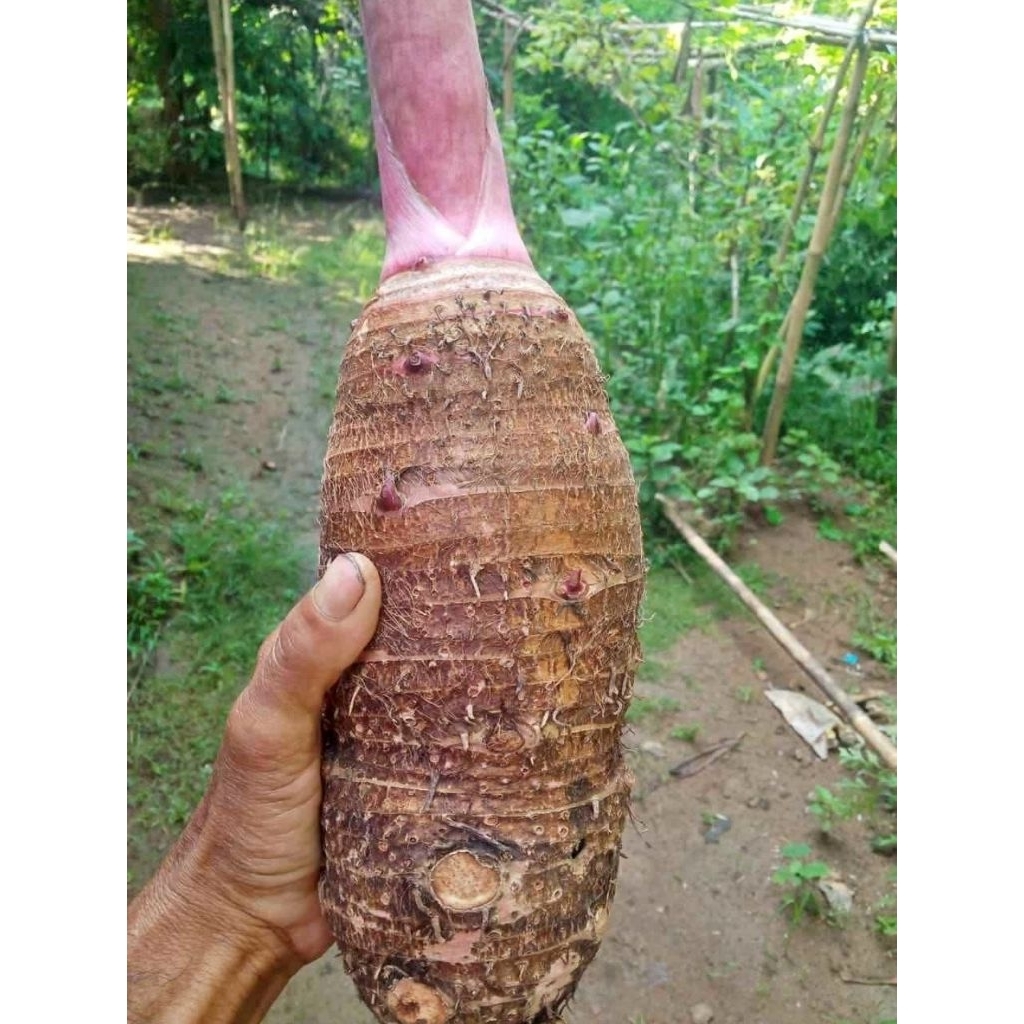 

talas bogor/ talas ungu pratama