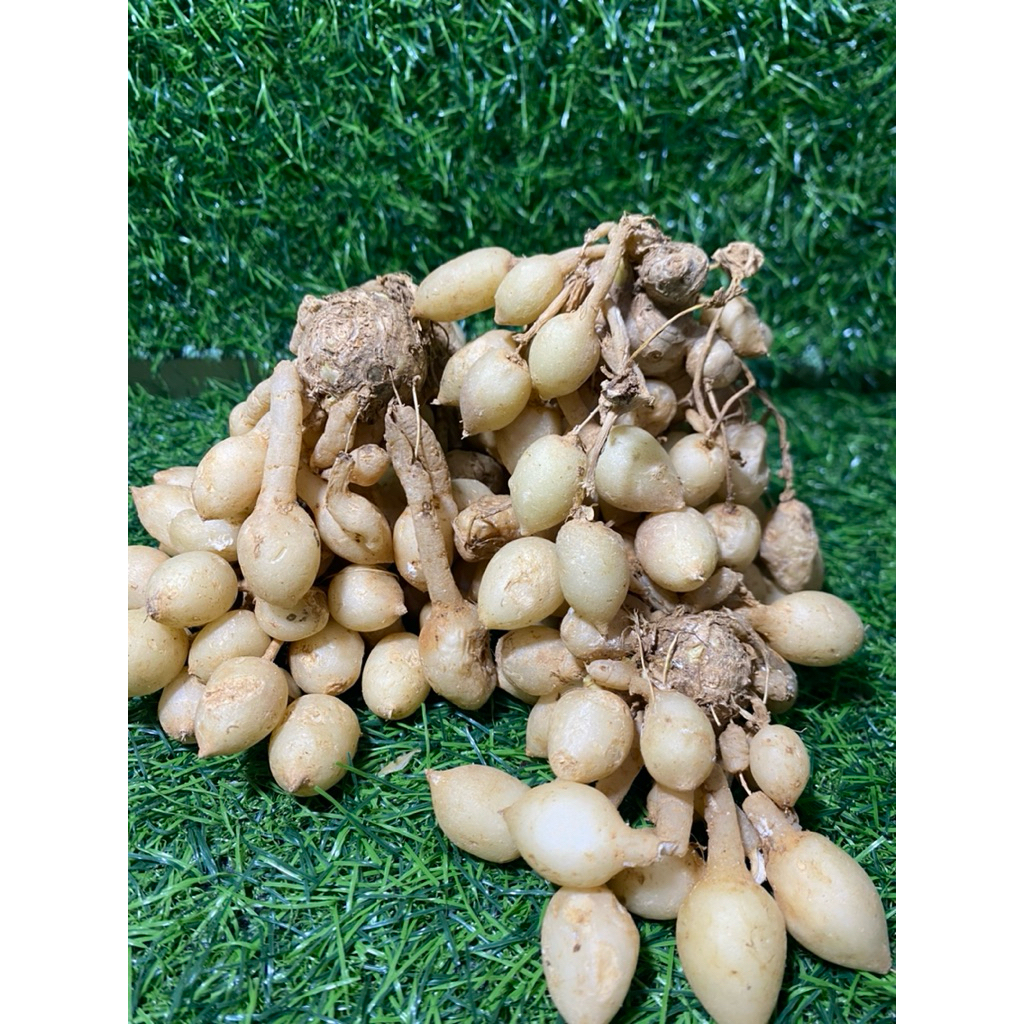 

kunci pepet/ kunyit putih/ kunyit gombyok freshh 1 kg