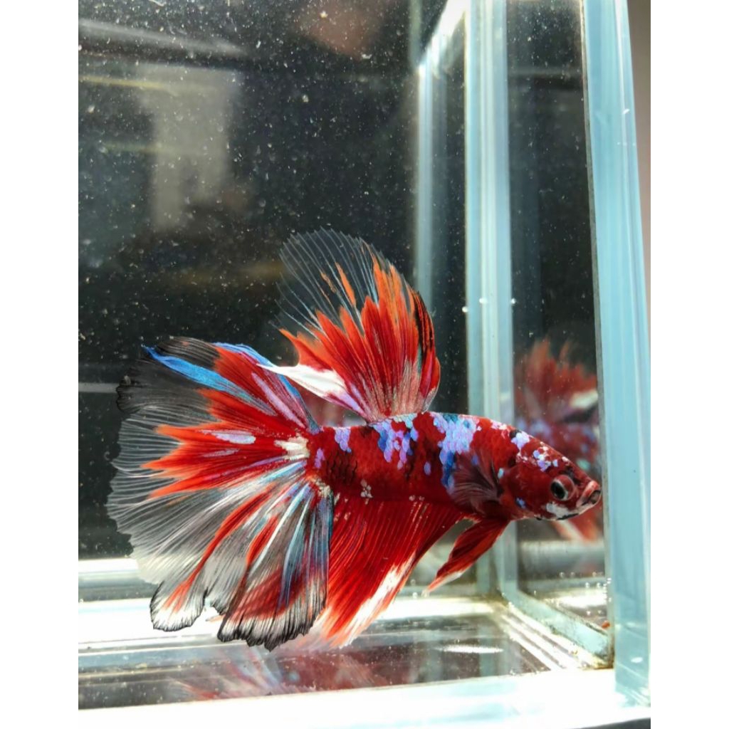 cupang halfmoon barongsai