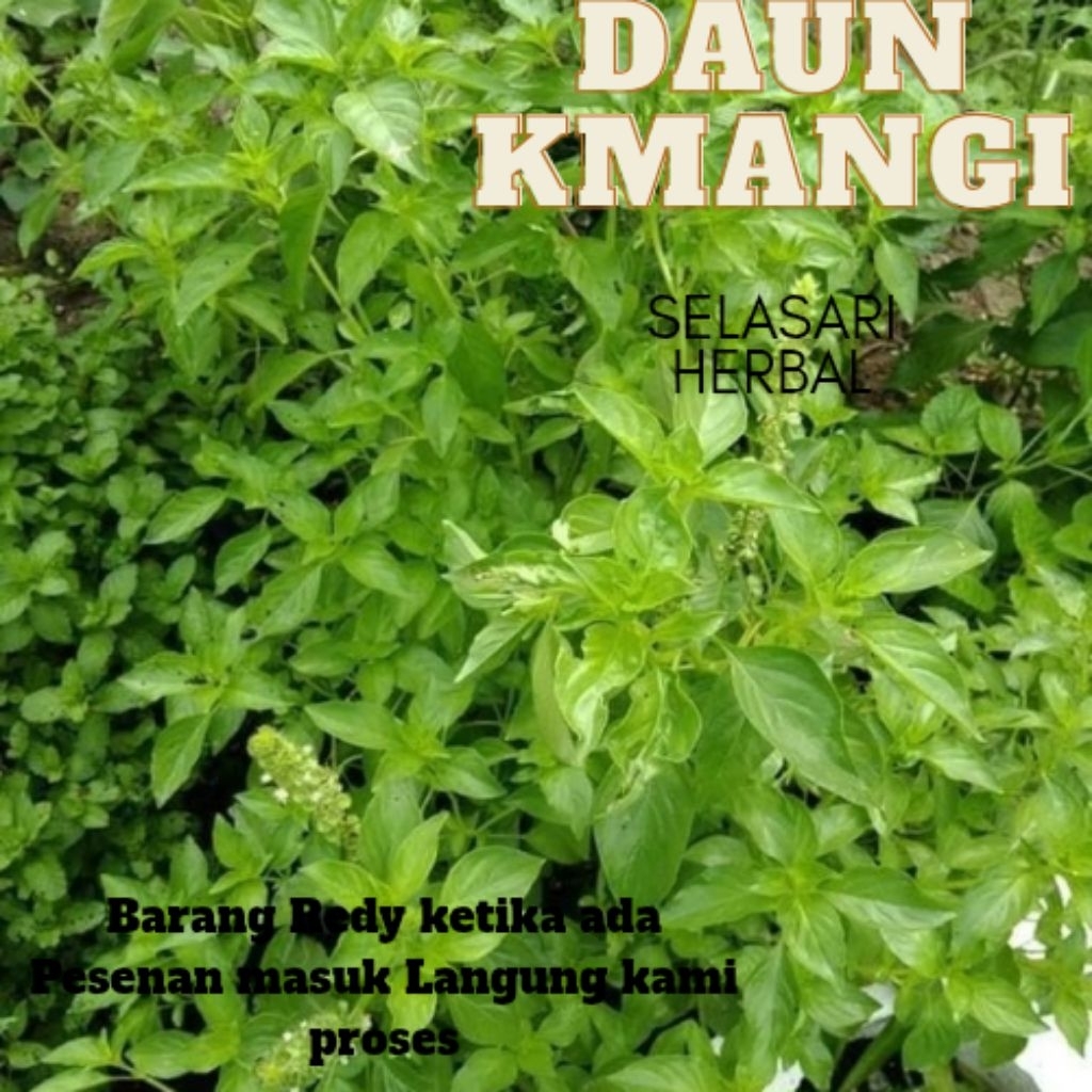 

daun kemangi 250 gram