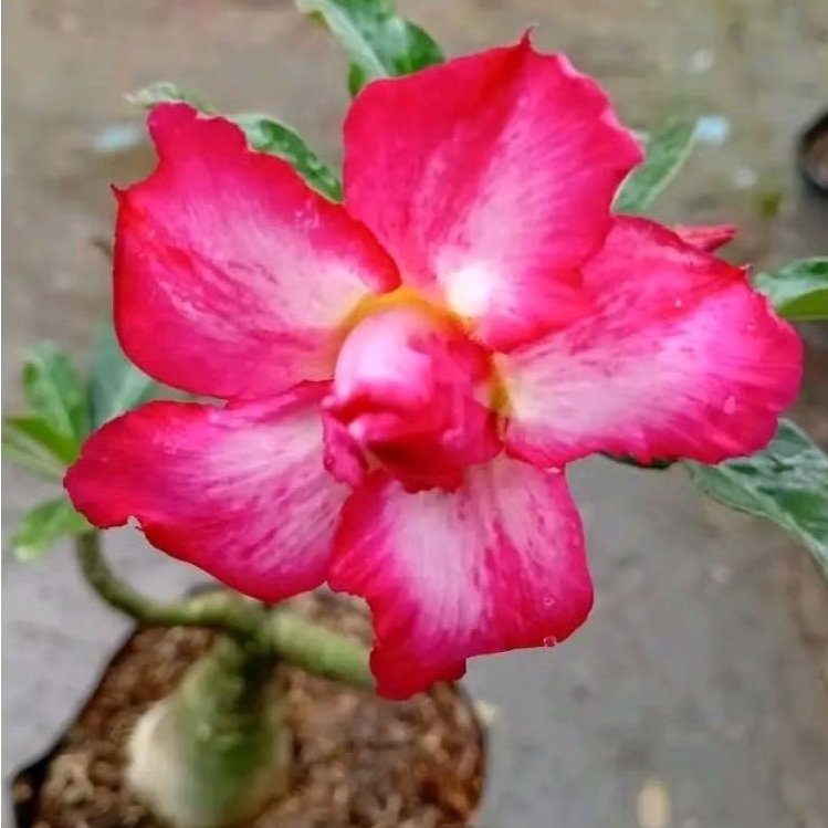Adenium kamboja jepang bunga merah / Pohon adenium kamboja jepang