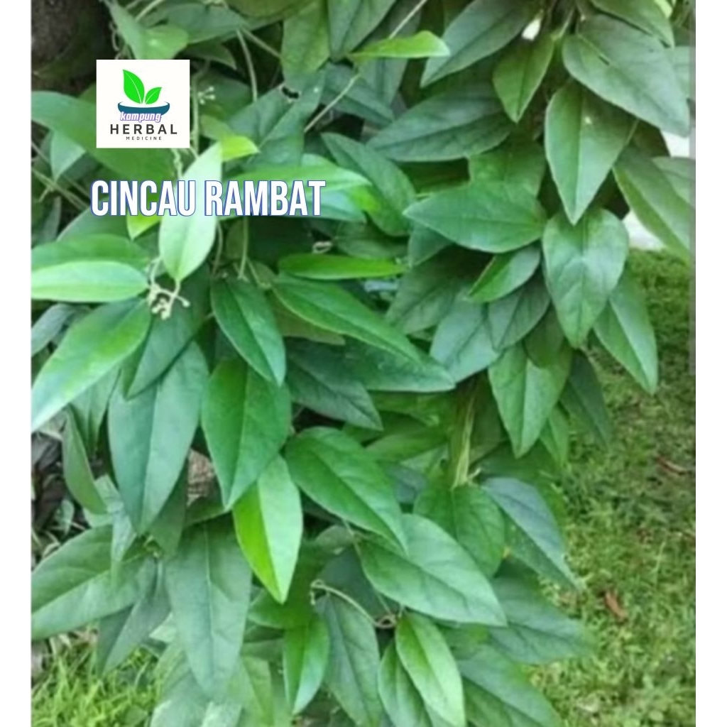 

daun cincau rambat per 100lmbar