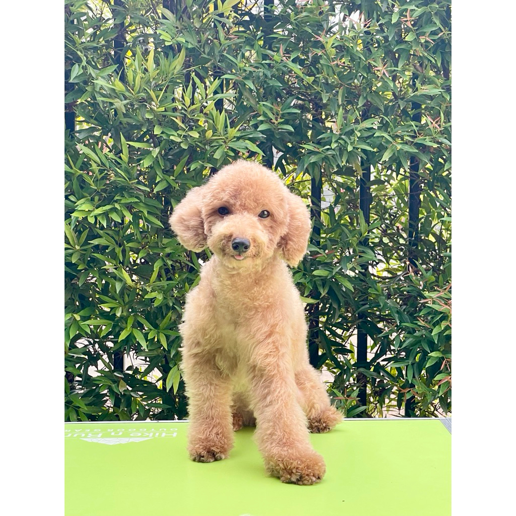Calon Indukan Betina Toy Poodle Apricot