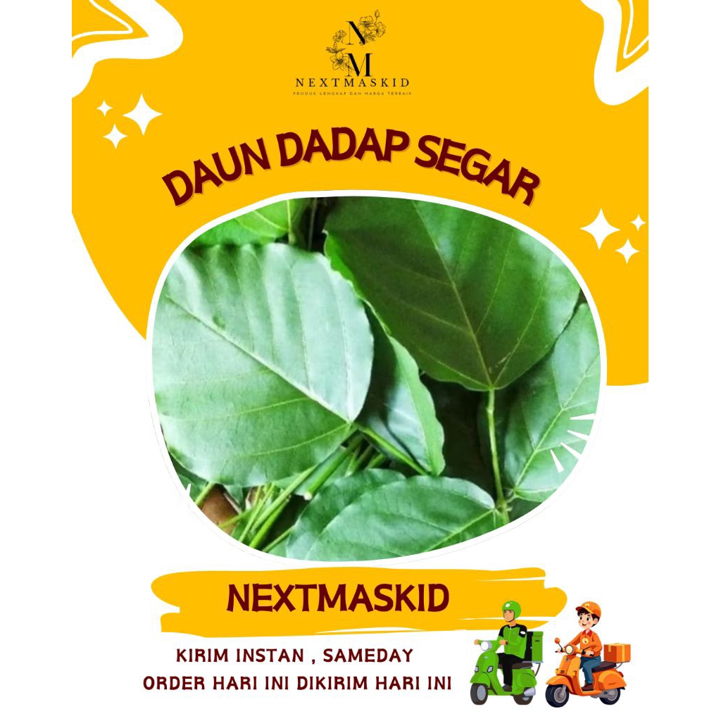 

DAUN DADAP SEREP / Daun Herbal / Di petik Dadakan