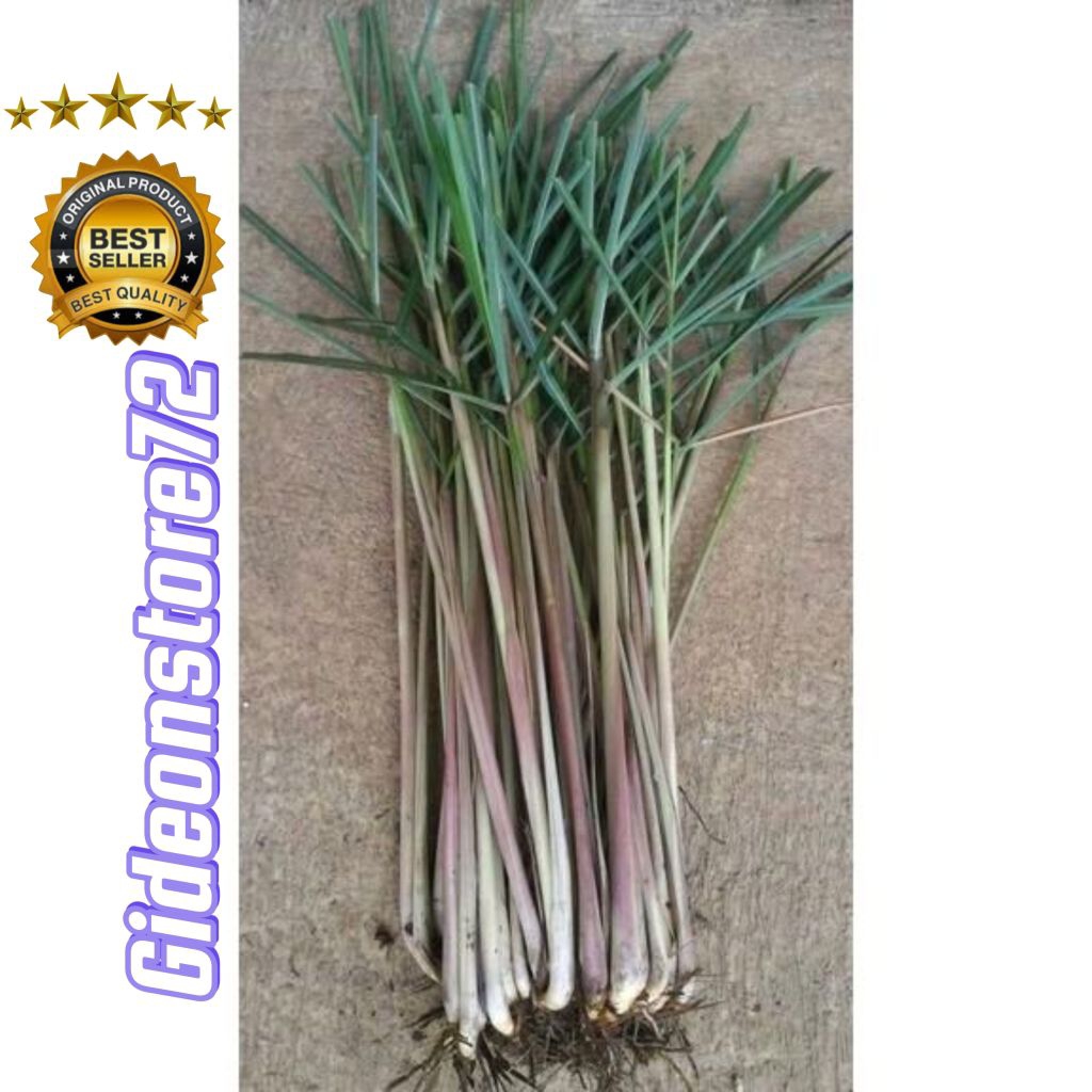 

sereh merah sereh wangi 1 kg -gideonstore72