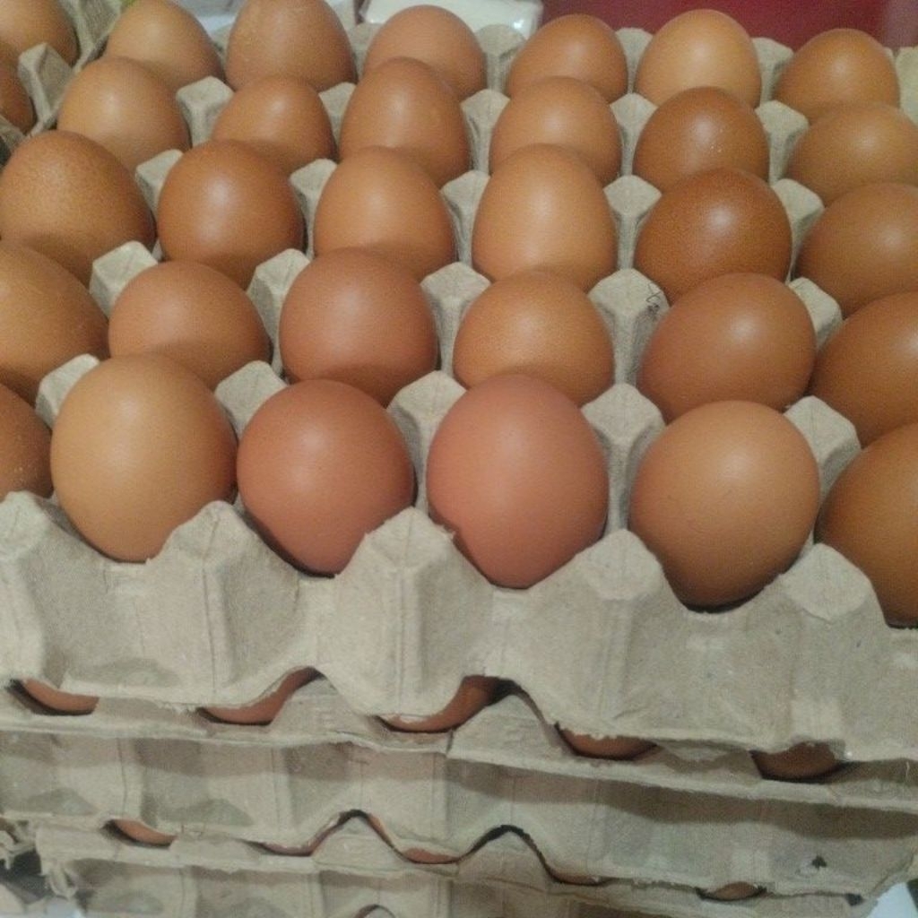 

TELUR 1KG