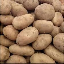 

Kentang Gunung Berkualitas 1Kg