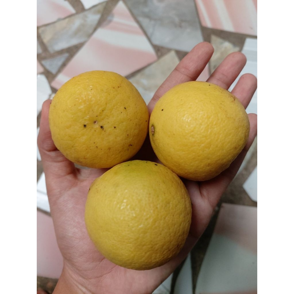 

Jeruk Nipis (Kuningan)/Lime Fresh (Langsung dipetik)