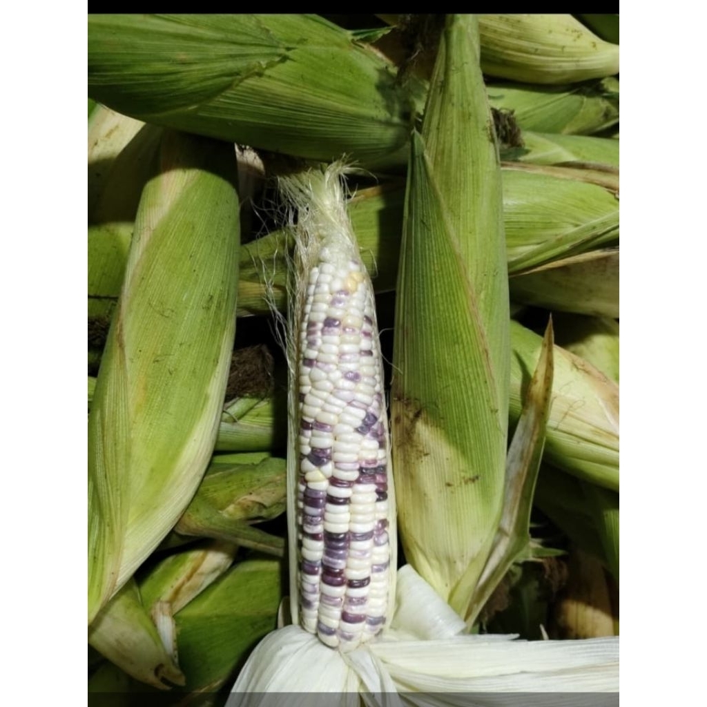 

JAGUNG BATIK berat 1000gram