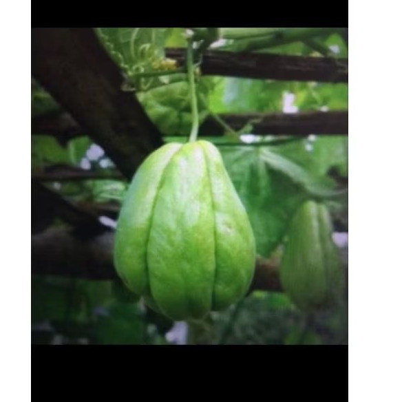 

Labu siam/Lejett,1kg