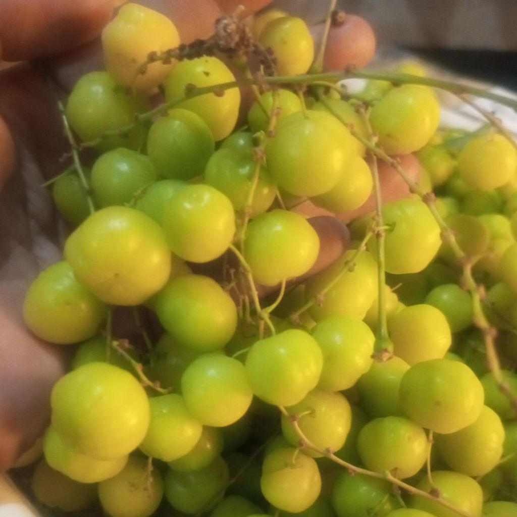 

BUAH CERMAI/CEREME SEGAR 1 KG