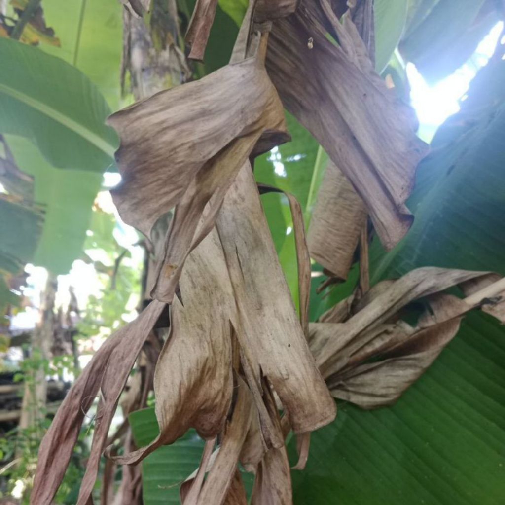 

Daun Pisang Kering/Klaras 100gram.