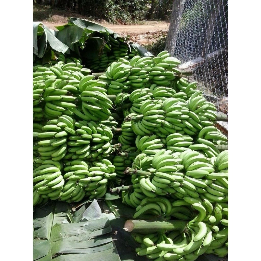 

pisang ambon lumut manis 1 kg - 500gr