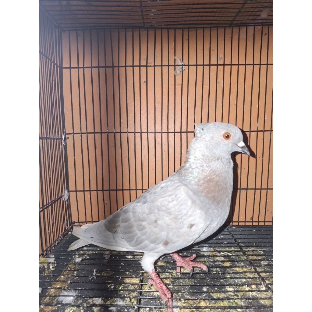 merpati jantan silver jambul