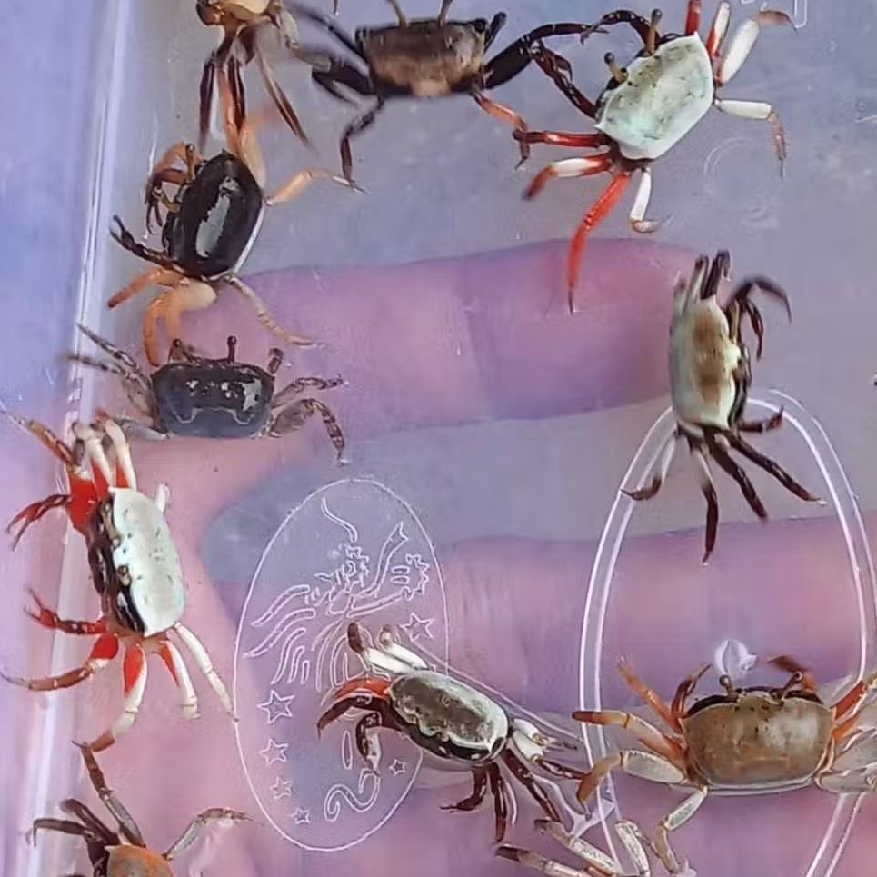 

Kepiting Hias Warna Cantik Paket 10 Ekor