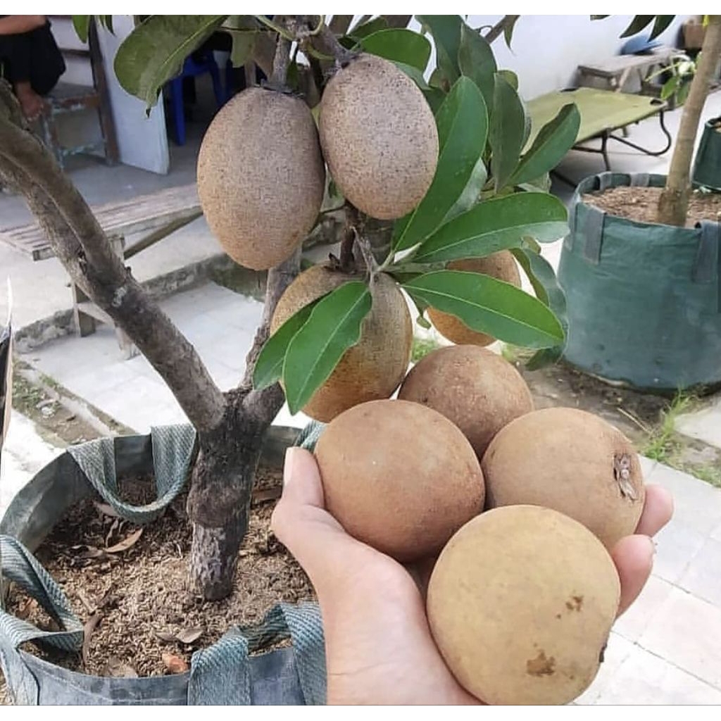 

sawo muda mentah segar harga per buah