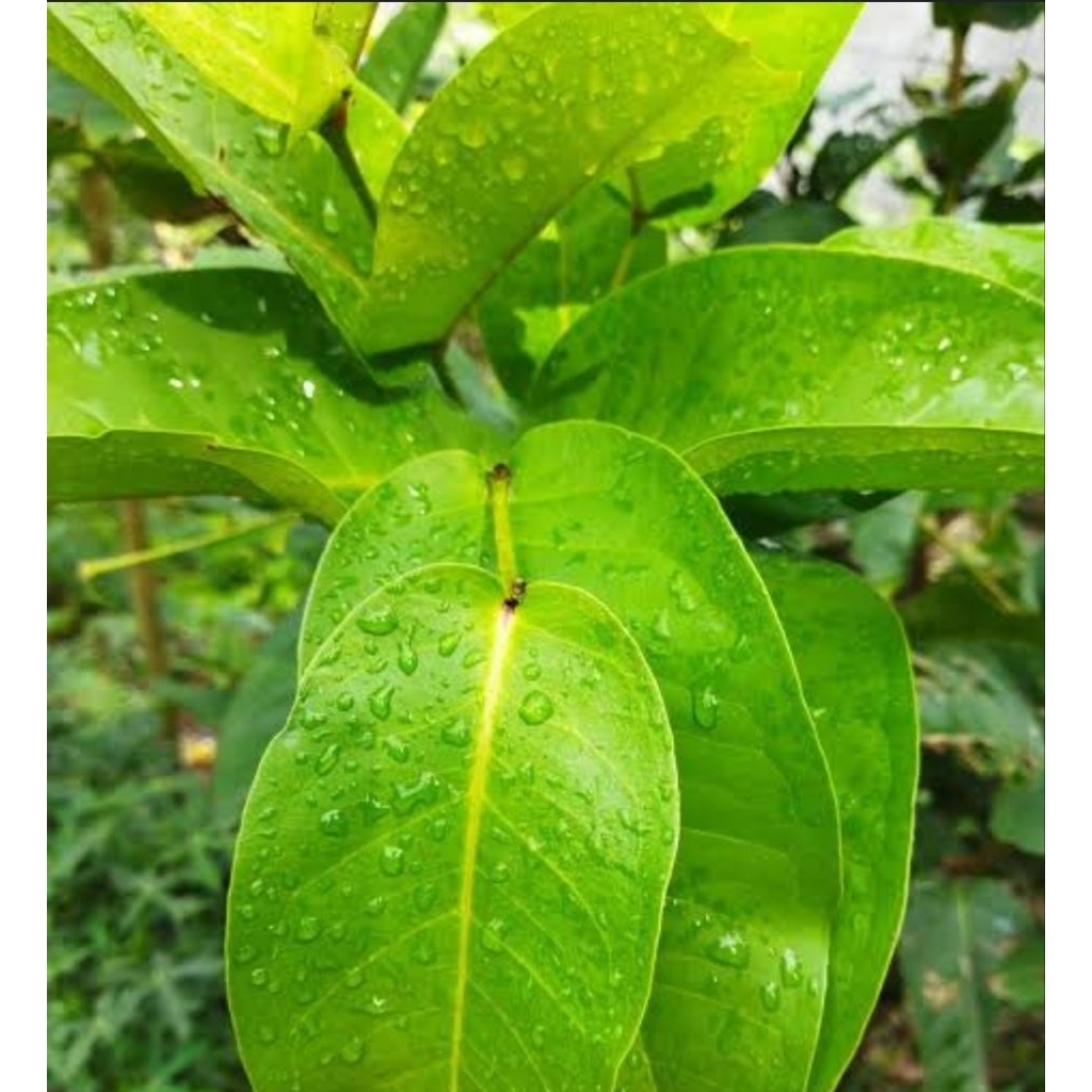 

Daun Jambu Air Segar Organik 1 Kg