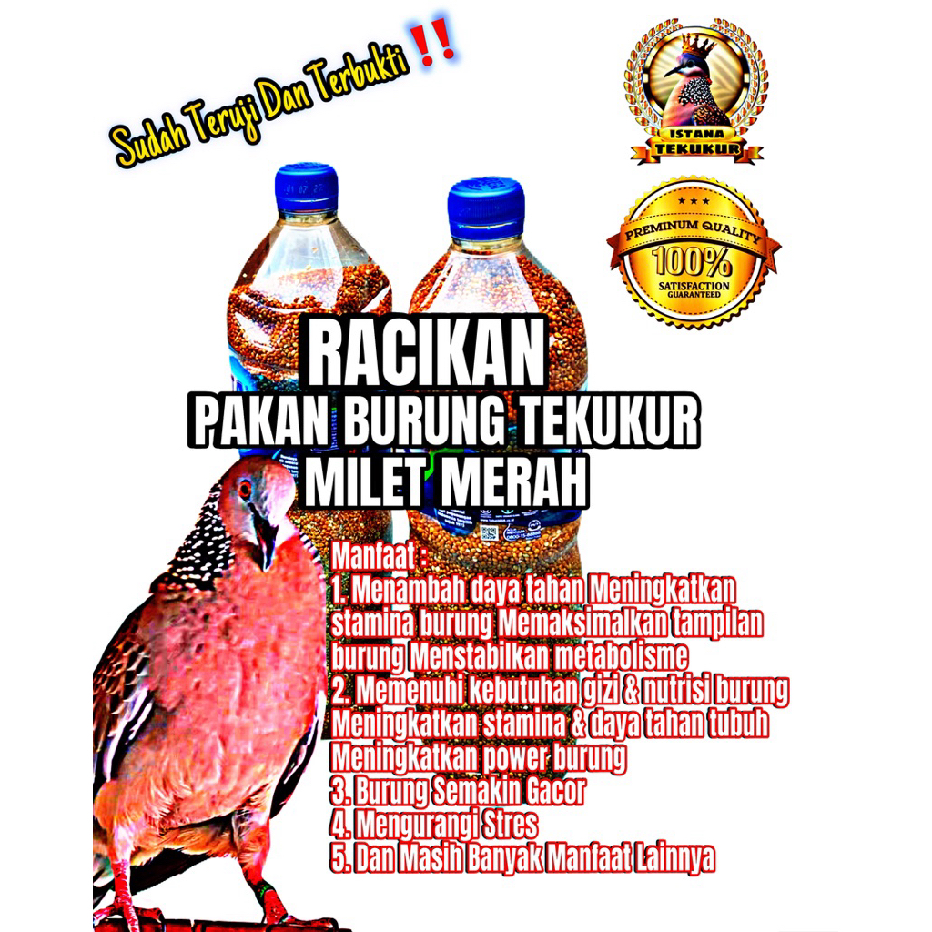 Racikan Pakan Burung Tekukur Milet Merah