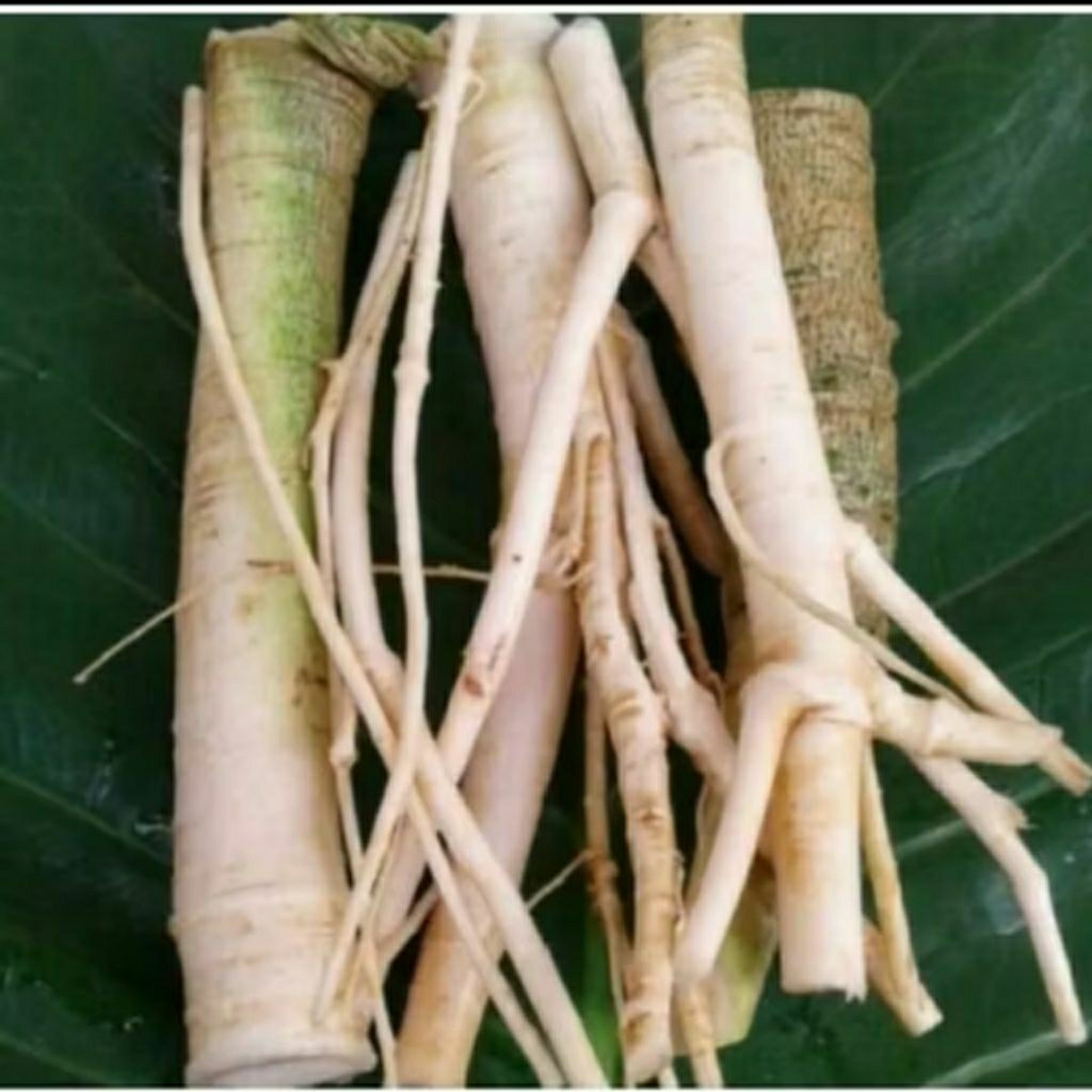 

AKAR PEPAYA 500 GRAM BERSIH