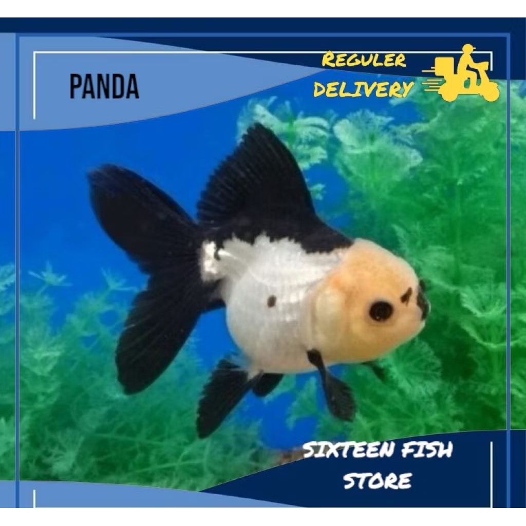 Hiasan Akuarium Ord/Pnd/3C/panca warna10 pcs koki bonus mf 500