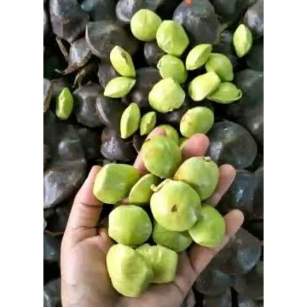 

jengkol muda berkualitas baru di petik