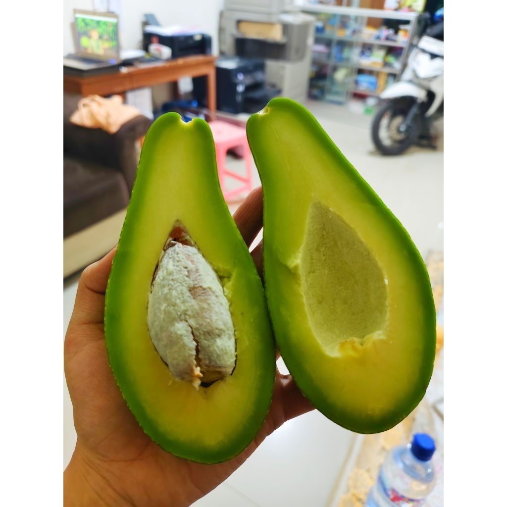 

Alpukat red thailand fresh petik pohon dipilihkan yg paling tua. pohon ada bnyak yg lain di kebun. 1kg isi 3-4