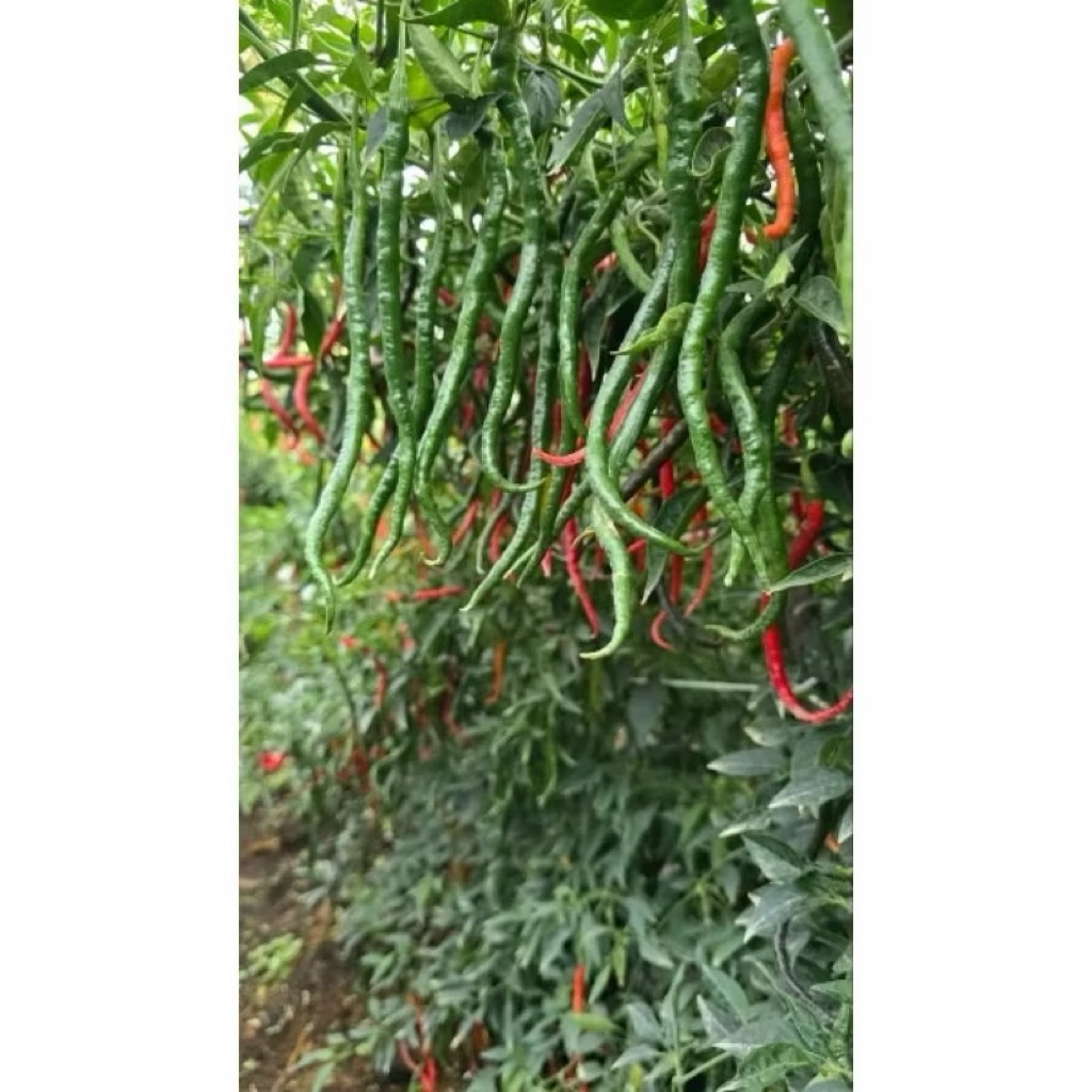 {10 Gram} Benih Cabe Keriting SIBORAS Original