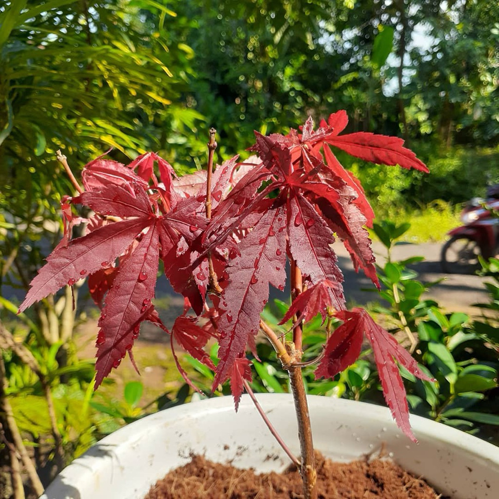 Bibit Tanaman Red Maple 2pcs Tanaman Hias Red Panama