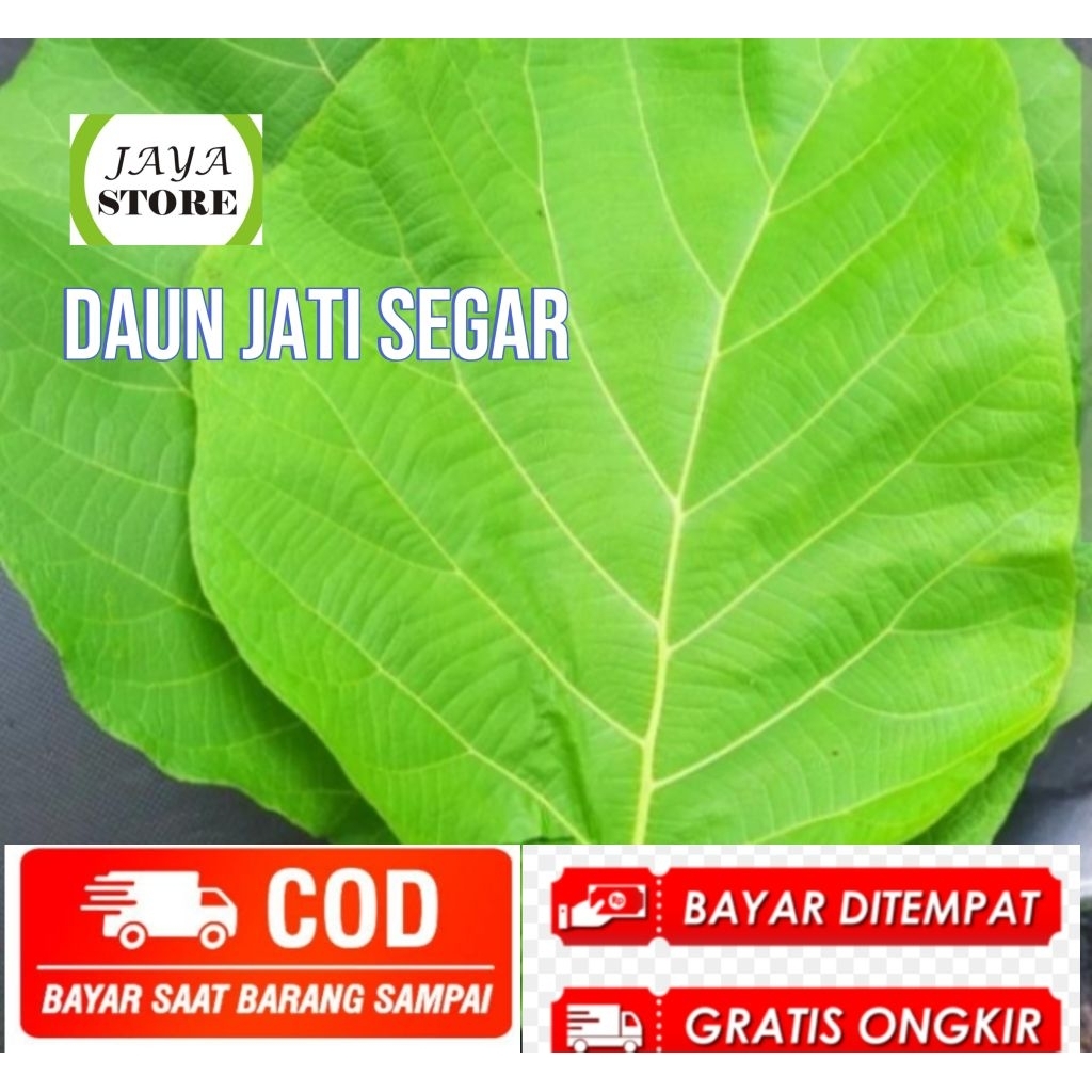 

daun jati segar 1 kg