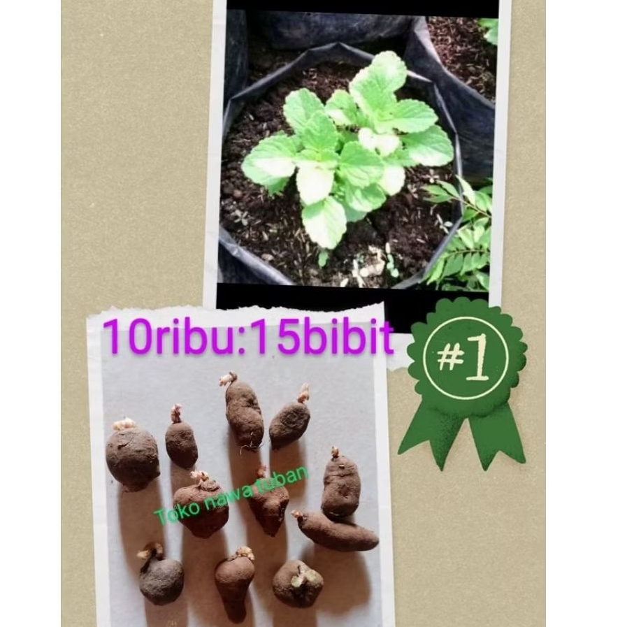 bibit kentang hitam siap tanam dan perawatan . kentang kleci, kentang bulu,super termurah