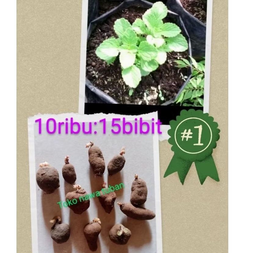 bibit kentang hitam siap tanam