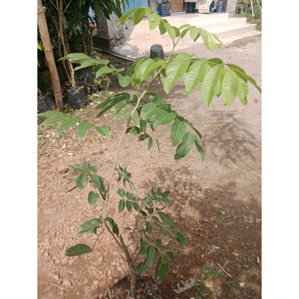 bibit kelengkeng matalada 1,2 meter