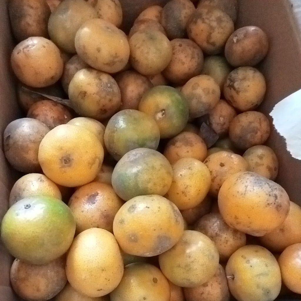 

jeruk Medan ukuran D polos