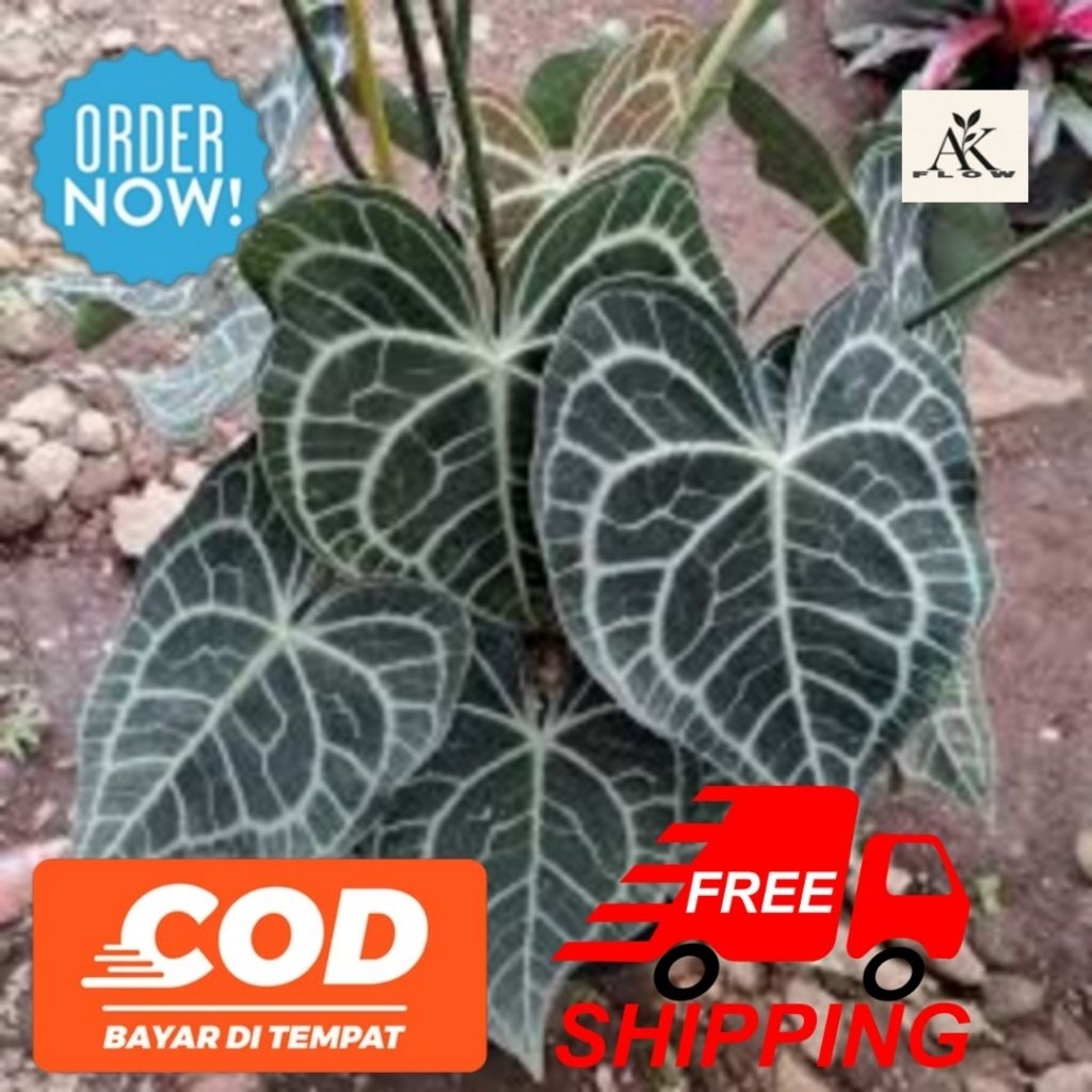 Anthurium kuping gajah tarantula