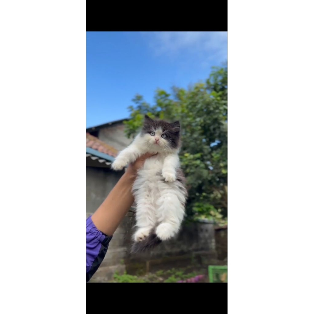 kitten Persia embul kitten bulu kapas