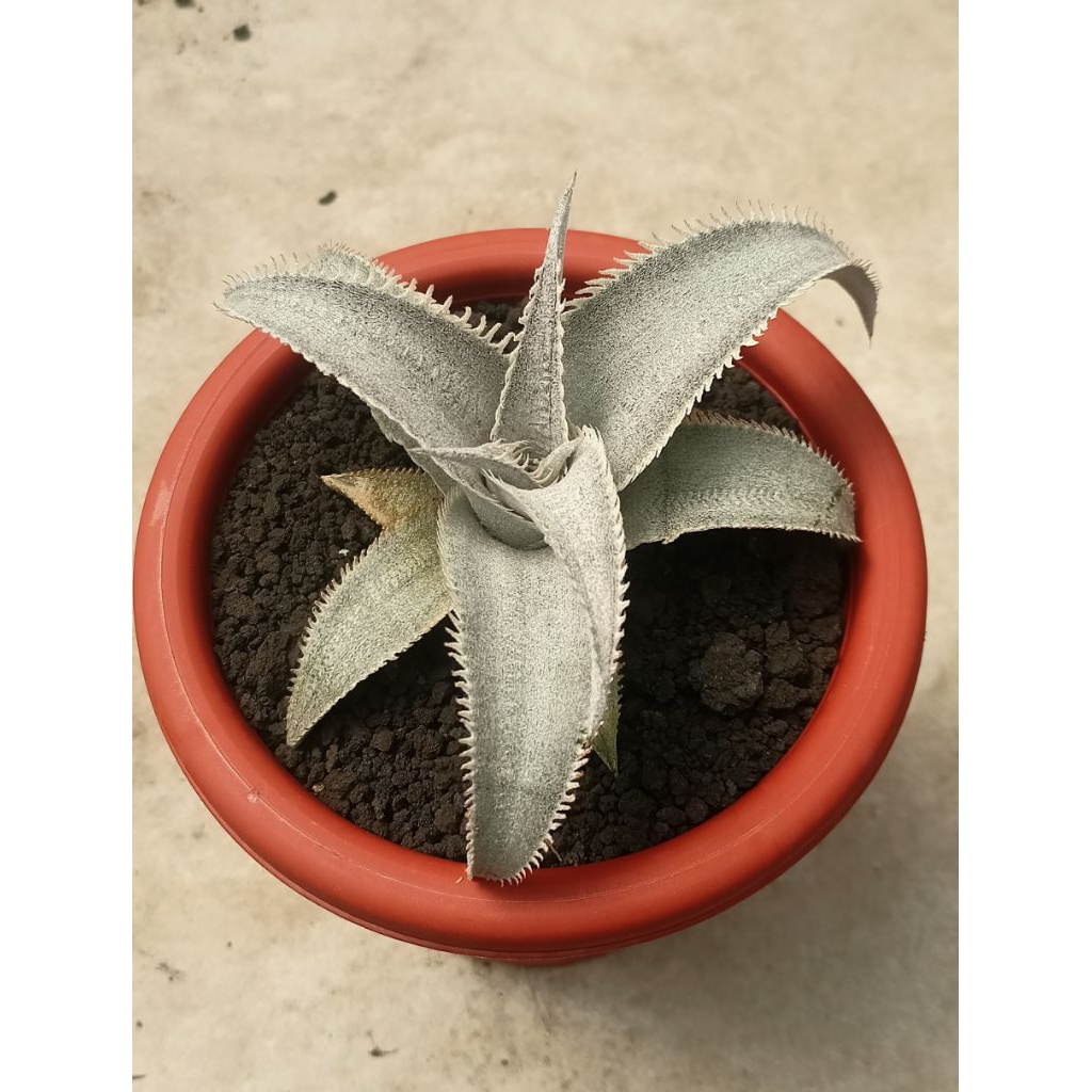 Dyckia Marnier Lapostollei