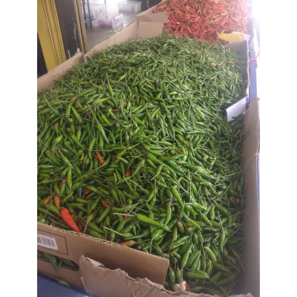 

cabe rawit ijo segar dari mataram