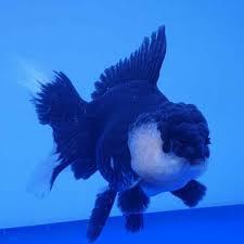 koki jumbo panda size 13-14 cm