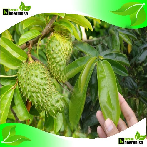 

Daun Sirsak Segar 100 lembar herbal alami