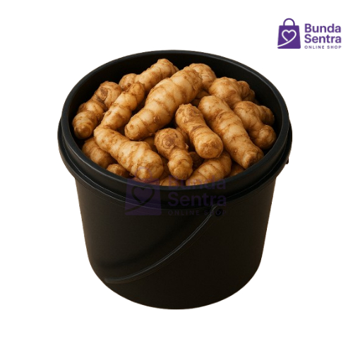 

Kencur Segar 100 Gram – Rempah Tradisional untuk Jamu & Masakan