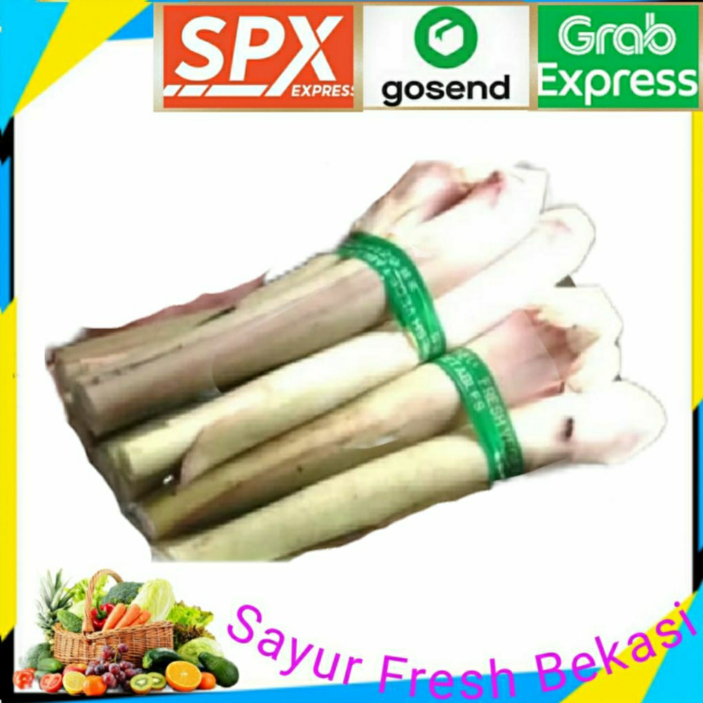 

Talas Lompong 4 Batang.