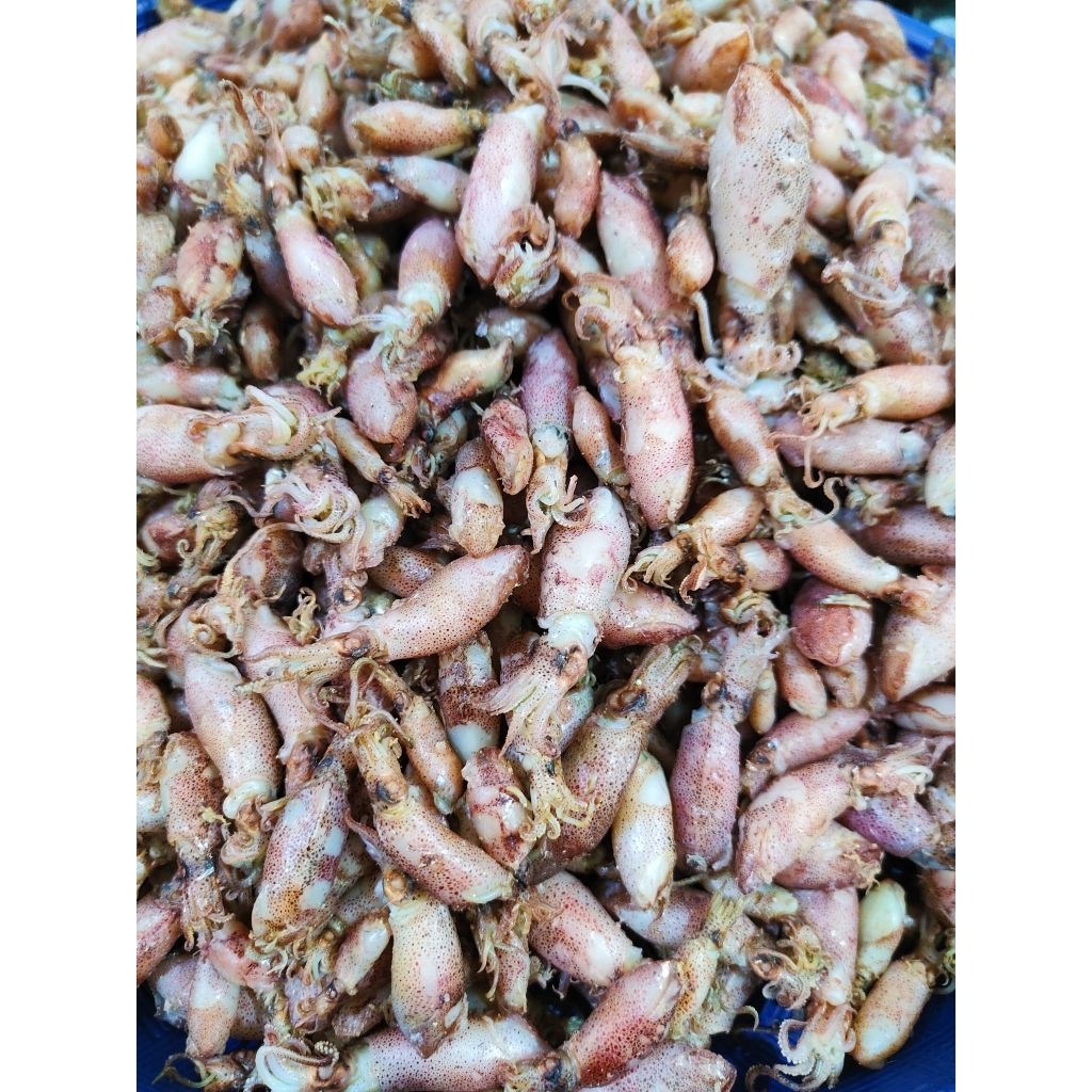 

Baby Cumi Medan Termurah