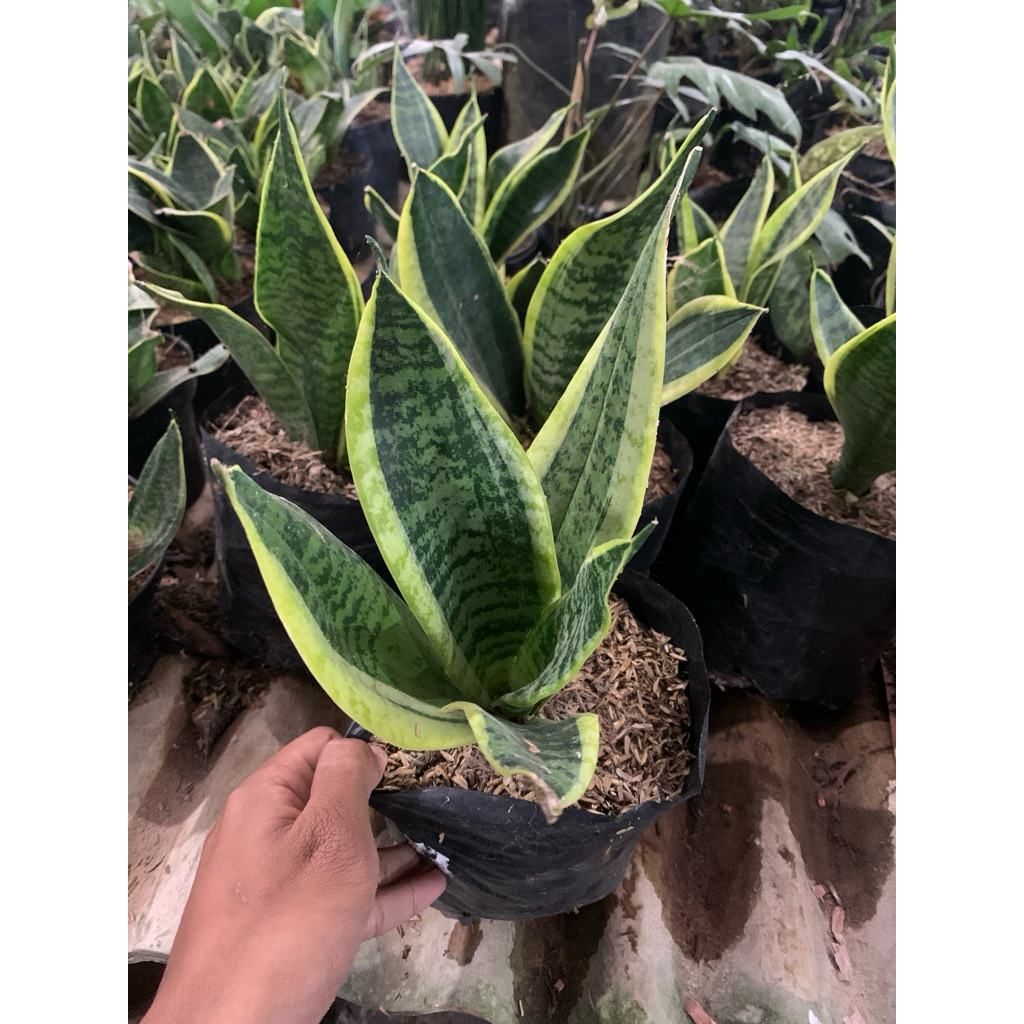 new sansiviera lidah mertua superba pendek