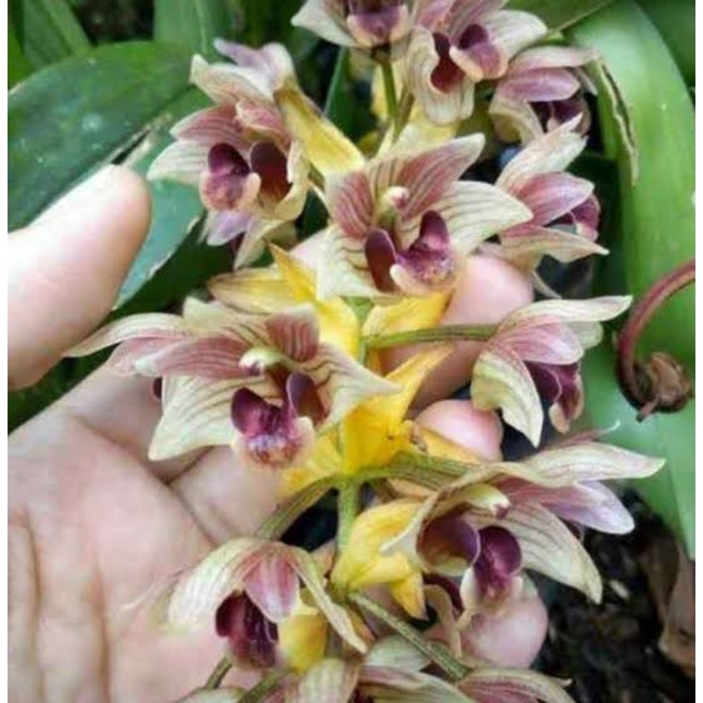 Anggrek Eria Mawar Anggrek Spesies Bunga Wangi