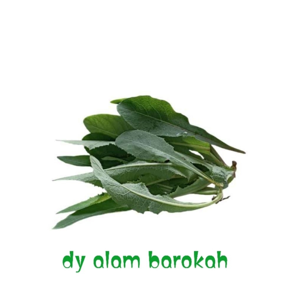 

Daun tempuyung segar Murah 1kg